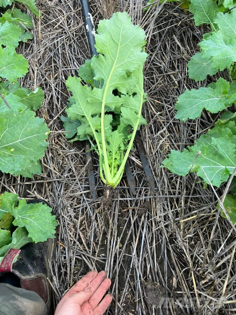 Horsch Focus 6 TD Såmaskine