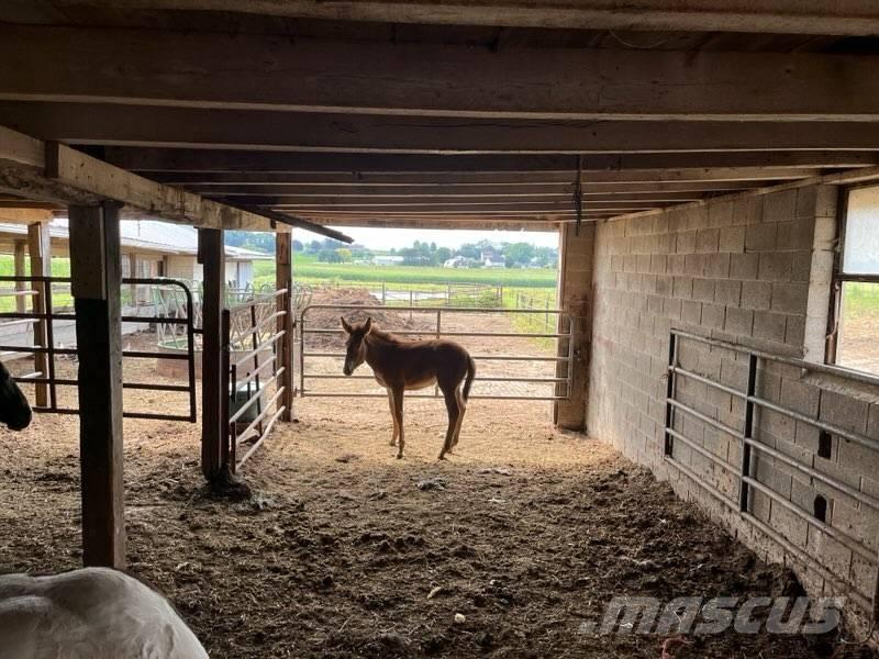 Mule Colt Andre staldmaskiner