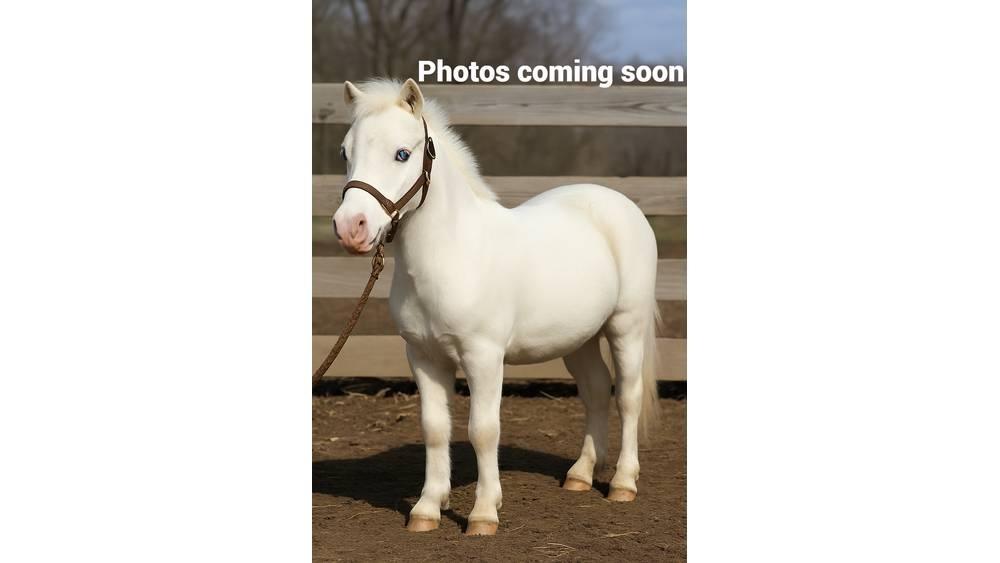 White Pony 40in Malkeudstyr