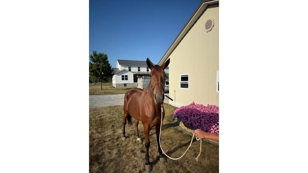  Horse Standardbred Andre staldmaskiner
