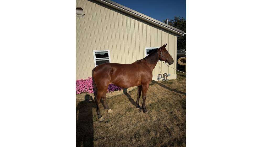  Horse Standardbred Andre staldmaskiner