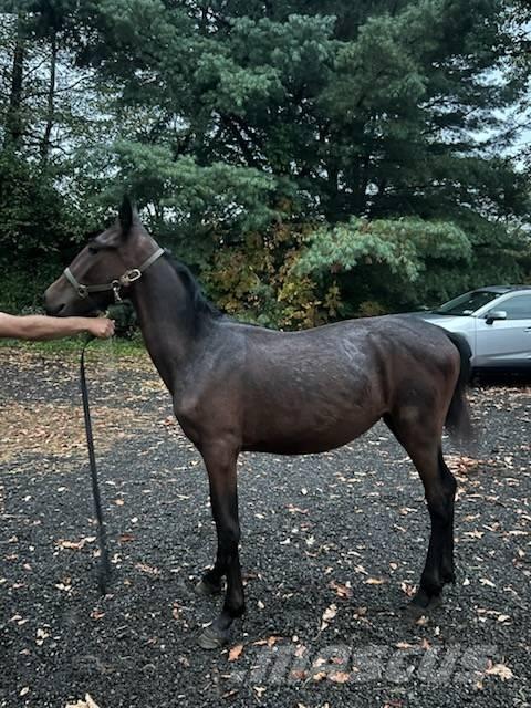  Horse Standardbred Andre staldmaskiner