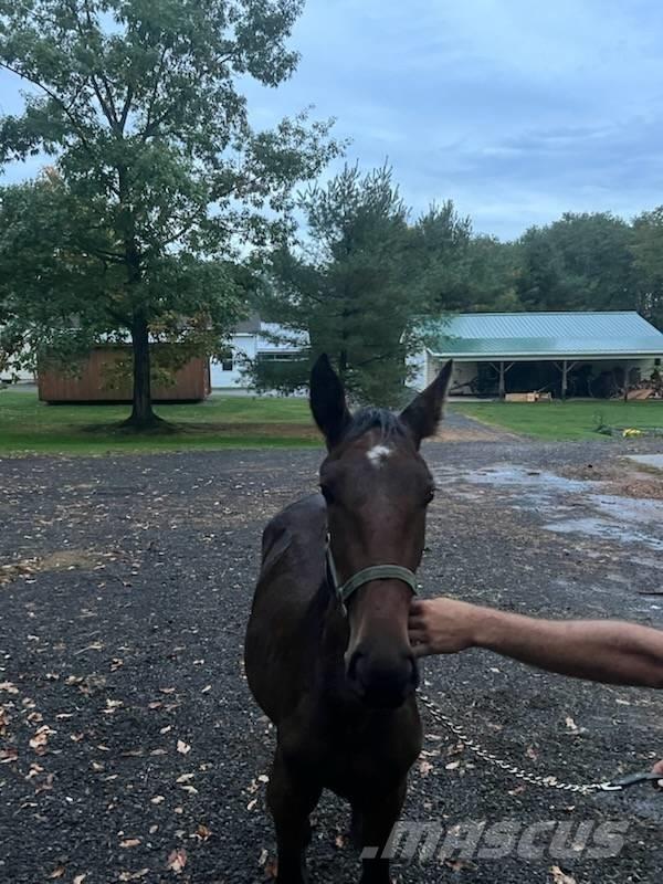  Horse Standardbred Andre staldmaskiner