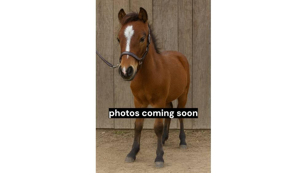  Pony Stallion 35in Malkeudstyr