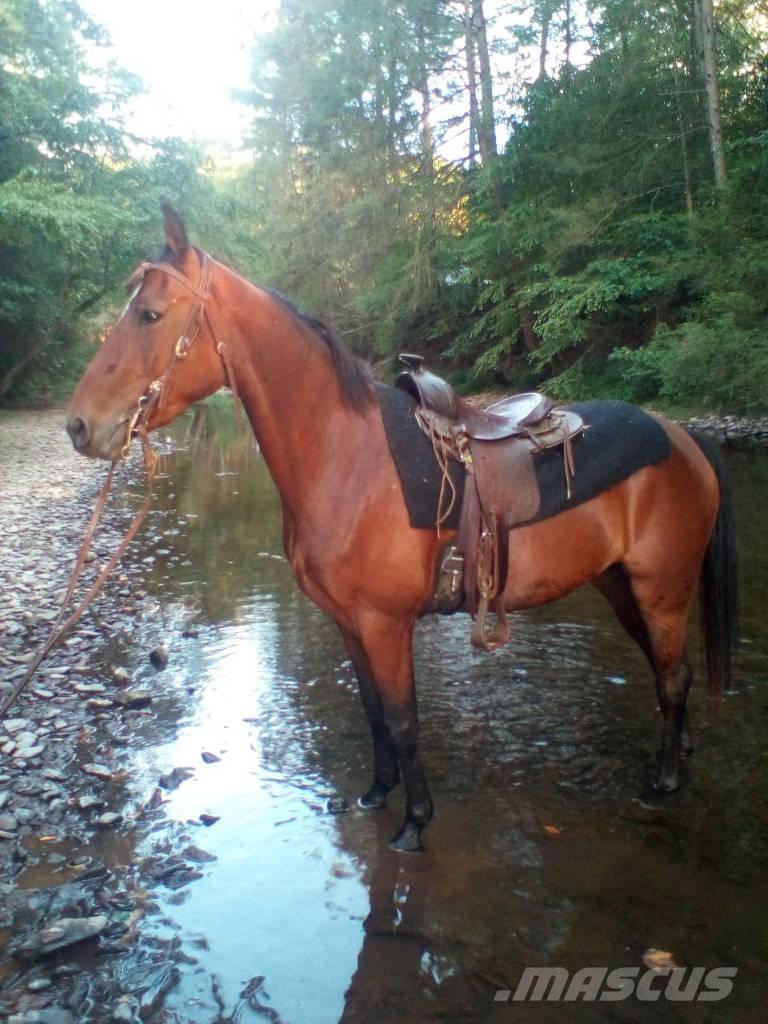 Morgan Mare Andre staldmaskiner