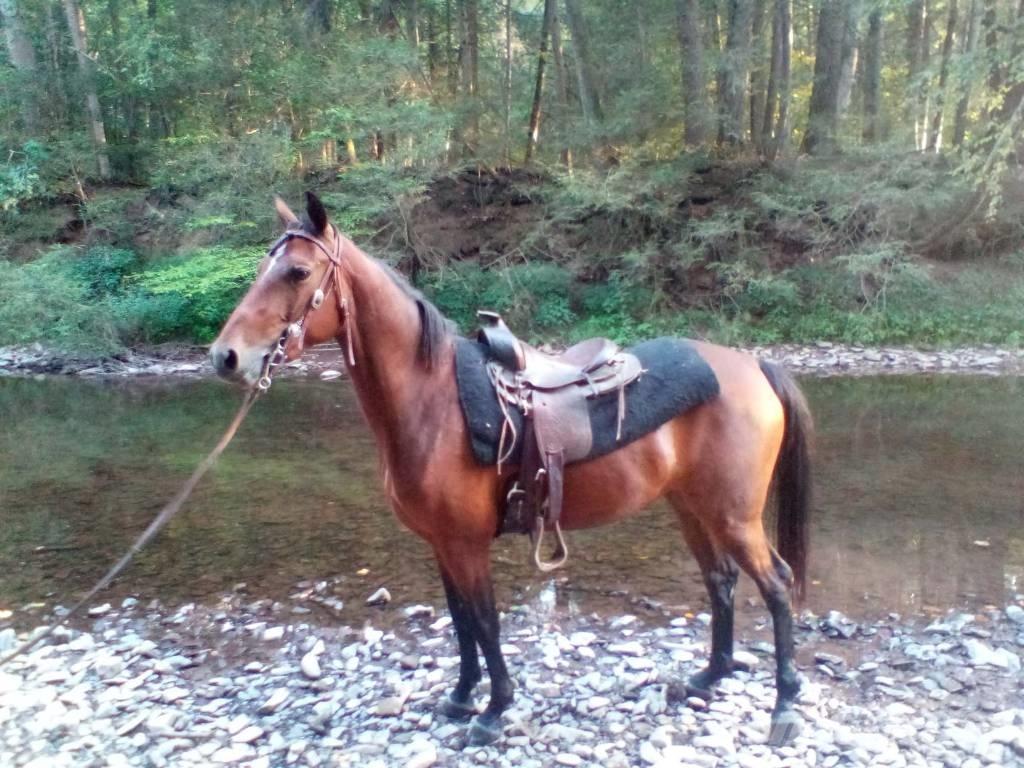 Morgan Mare Andre staldmaskiner