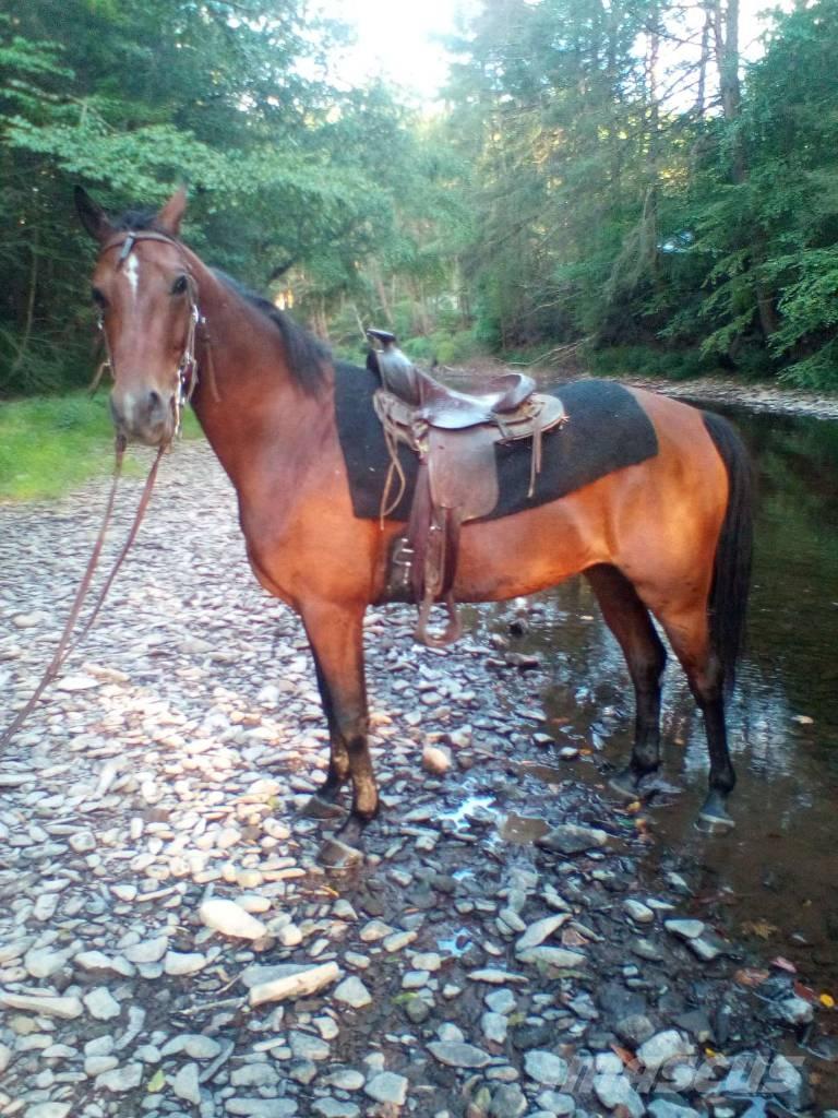 Morgan Mare Andre staldmaskiner