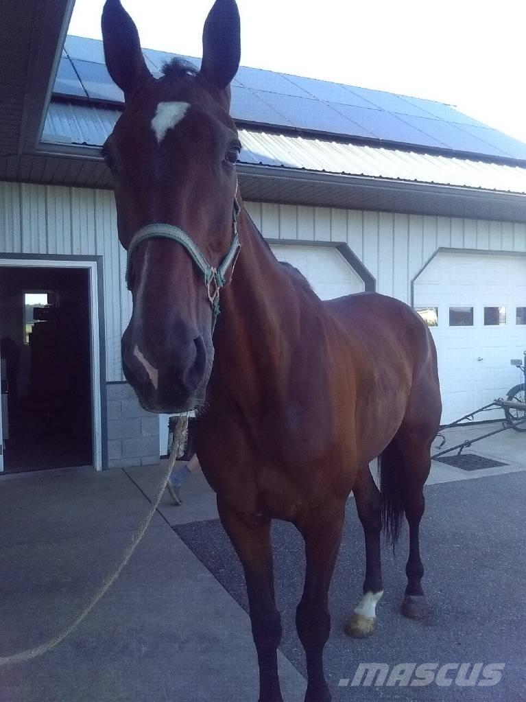  Standardbred Gelding Malkeudstyr