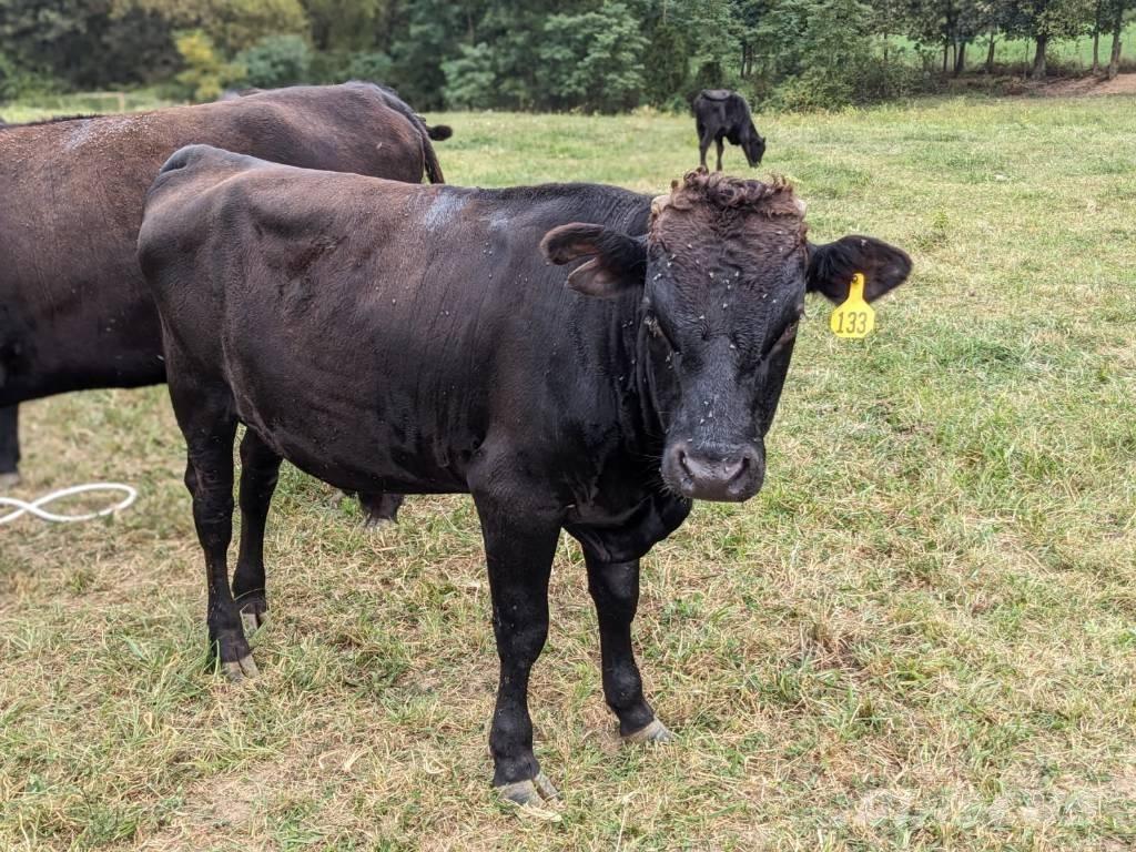 Bull (Organic Farm) Malkeudstyr