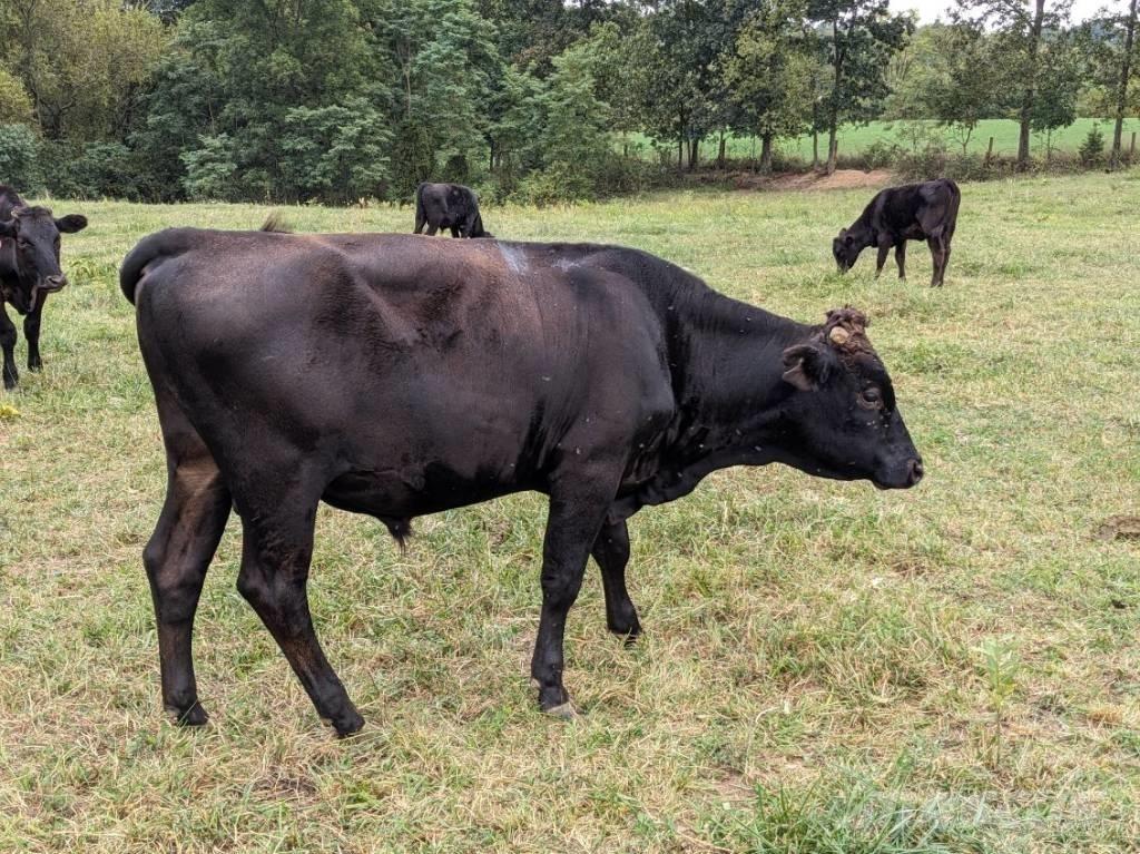 Bull (Organic Farm) Malkeudstyr