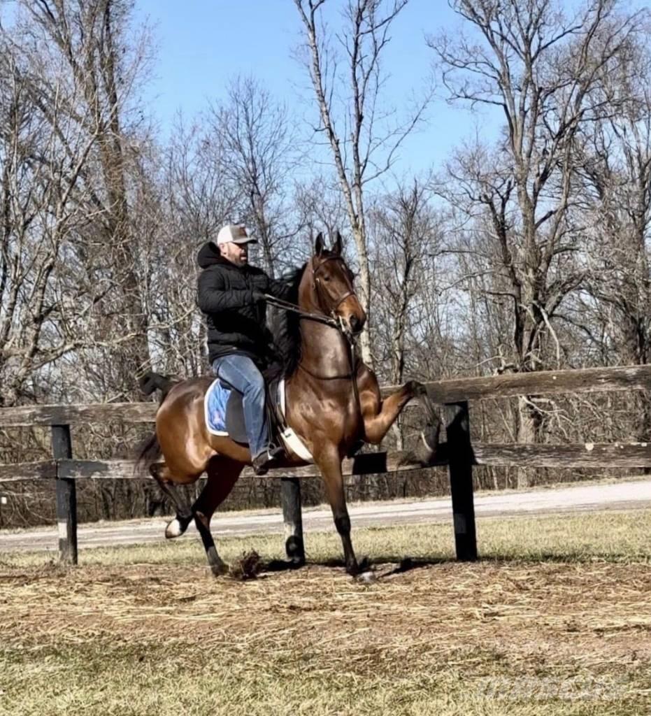  Horse Saddlebred Andre staldmaskiner