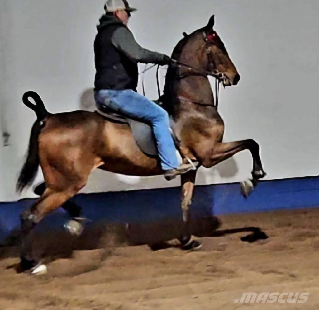  Horse Saddlebred Andre staldmaskiner