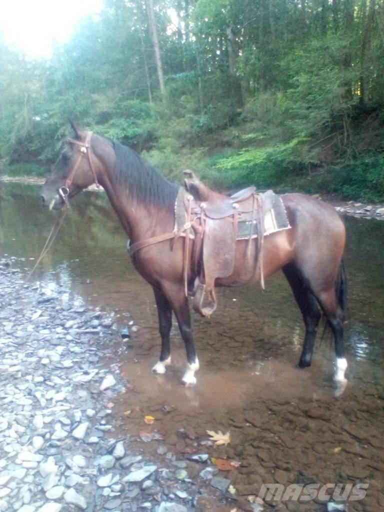  Horse Standaredbred Andre staldmaskiner