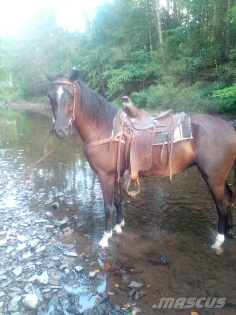  Horse Standaredbred Andre staldmaskiner