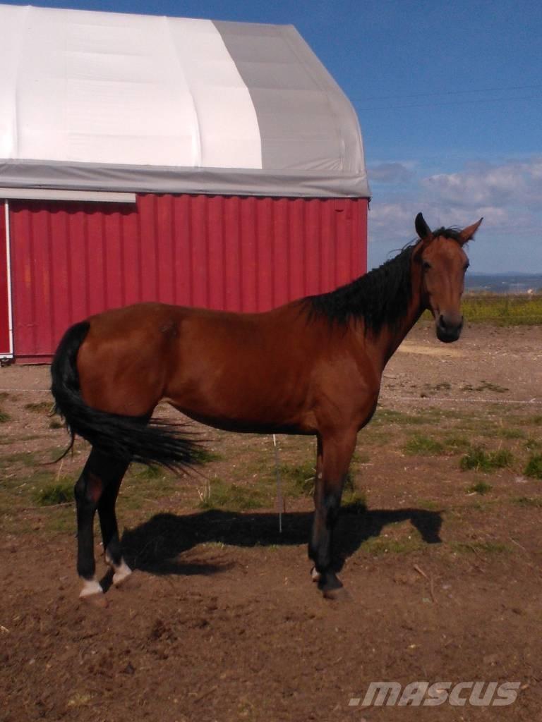  Horse Family Andre staldmaskiner