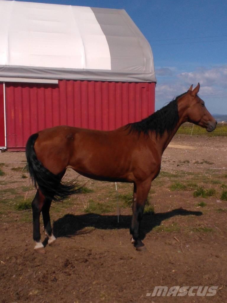  Horse Family Andre staldmaskiner