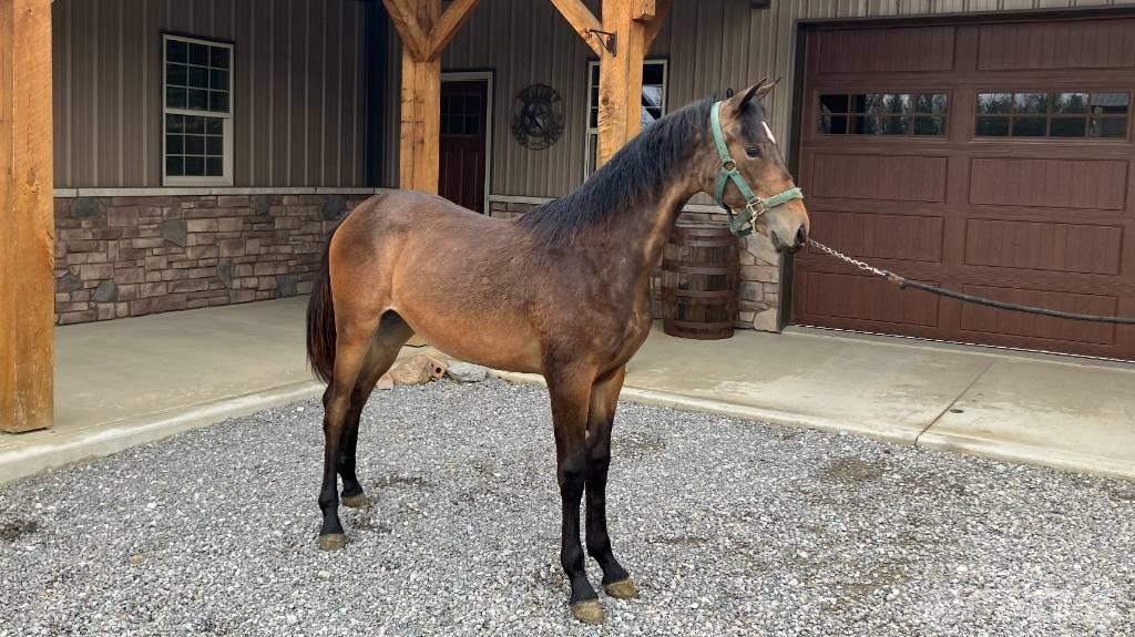 Morgan Filly Andet tilbehør til traktorer