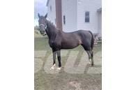  Horse Mare Andre staldmaskiner