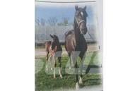  Horse Mare Andre staldmaskiner