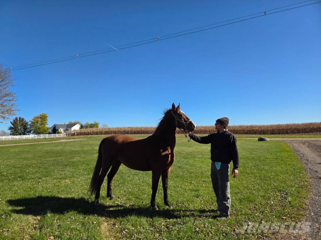  Horse Mare Andre staldmaskiner
