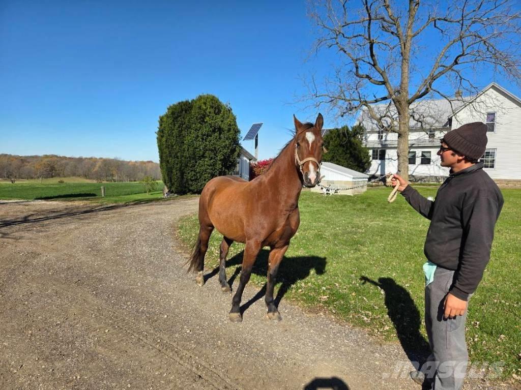  Horse Mare Andre staldmaskiner