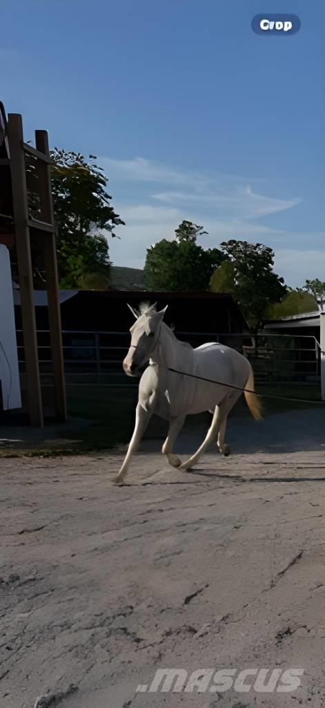  Horse Mare Andre staldmaskiner