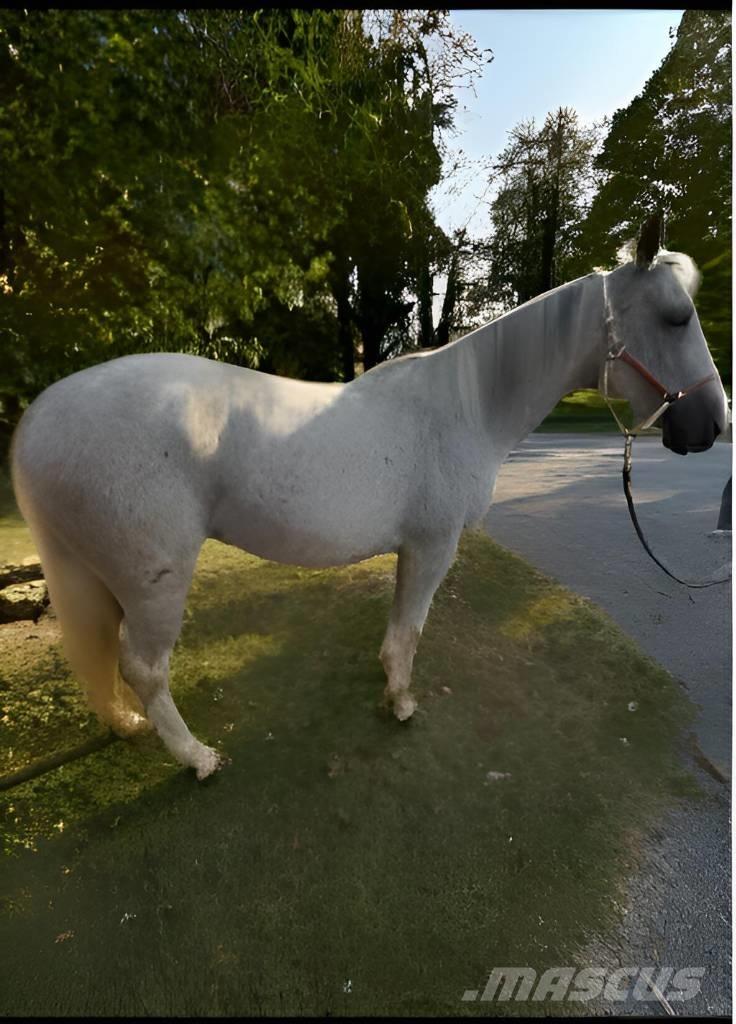  Horse Mare Andre staldmaskiner