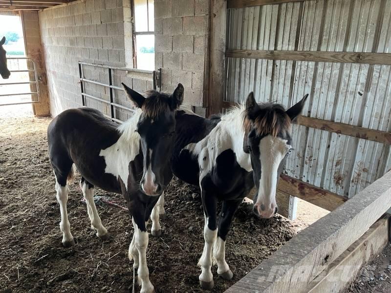  Horse Male Andre staldmaskiner
