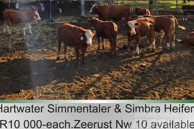  10 x Simmantaler/Simbra heifers Andre lastbiler