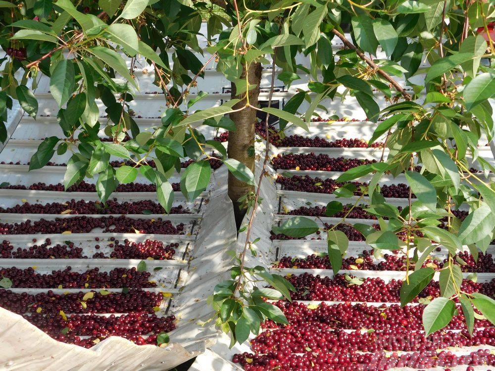 Weremczuk Otrząsarka do wiśni MAJA / Cherry harvester Udstyr til oliven høst